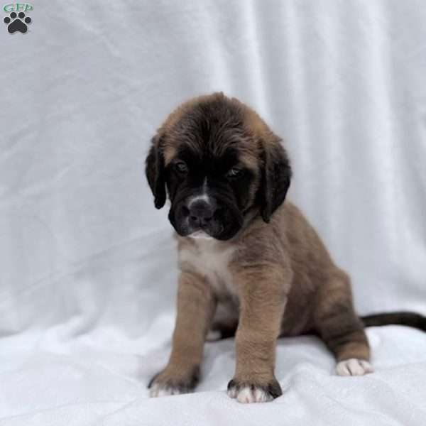 Black, Saint Berdoodle Puppy